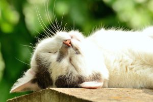 Adrenal Function - Image of a cat sleeping soundly on his back