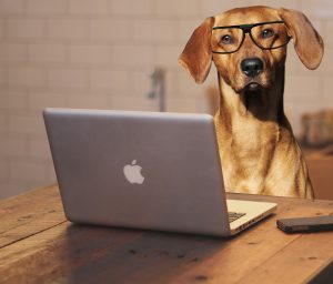 Dog with glasses in front of a computer