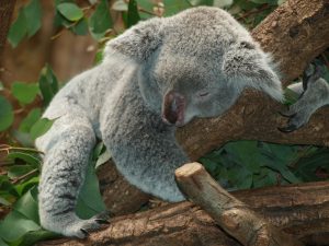 Sleep - Image of a Koala bear sleeping in a tree