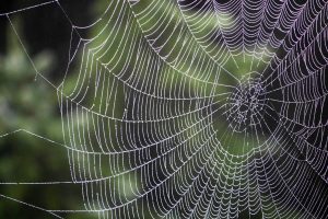 Spider Bites - Photo of a spider web