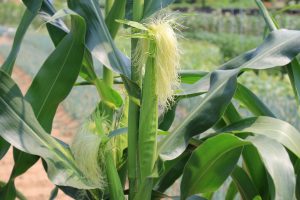 Image of an ear of corn with its corn silk