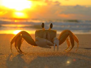 Image of a crab on the beach at sunset