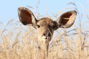 Photo of an animal with extremely large ears