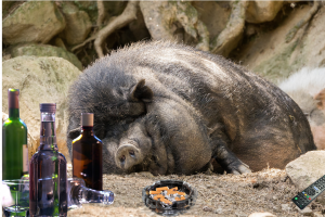 Image of a sleeping pot-bellied pig with alcohol, cigarettes and remote control