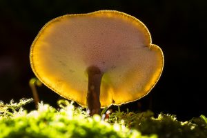 Image of a Reishi mushroom