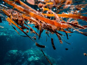 brown seaweed floating in water